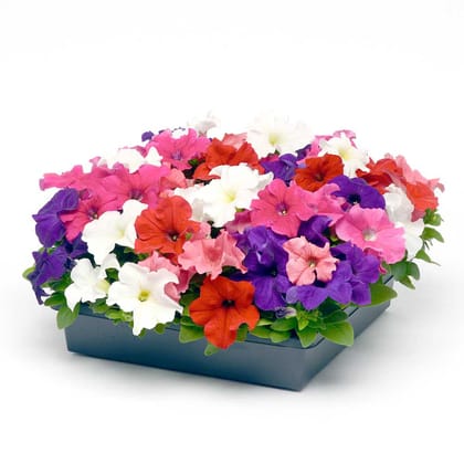 PETUNIA EZ RIDER MIX  FORMULA SEEDS - 50 SEEDS
