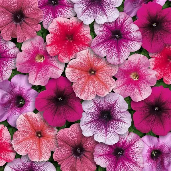 PETUNIA MIRAGE MIX SEEDS - 50 SEEDS