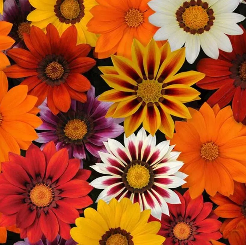 GAZANIA NEW DAY MIX TIGER SEEDS - 15 SEEDS