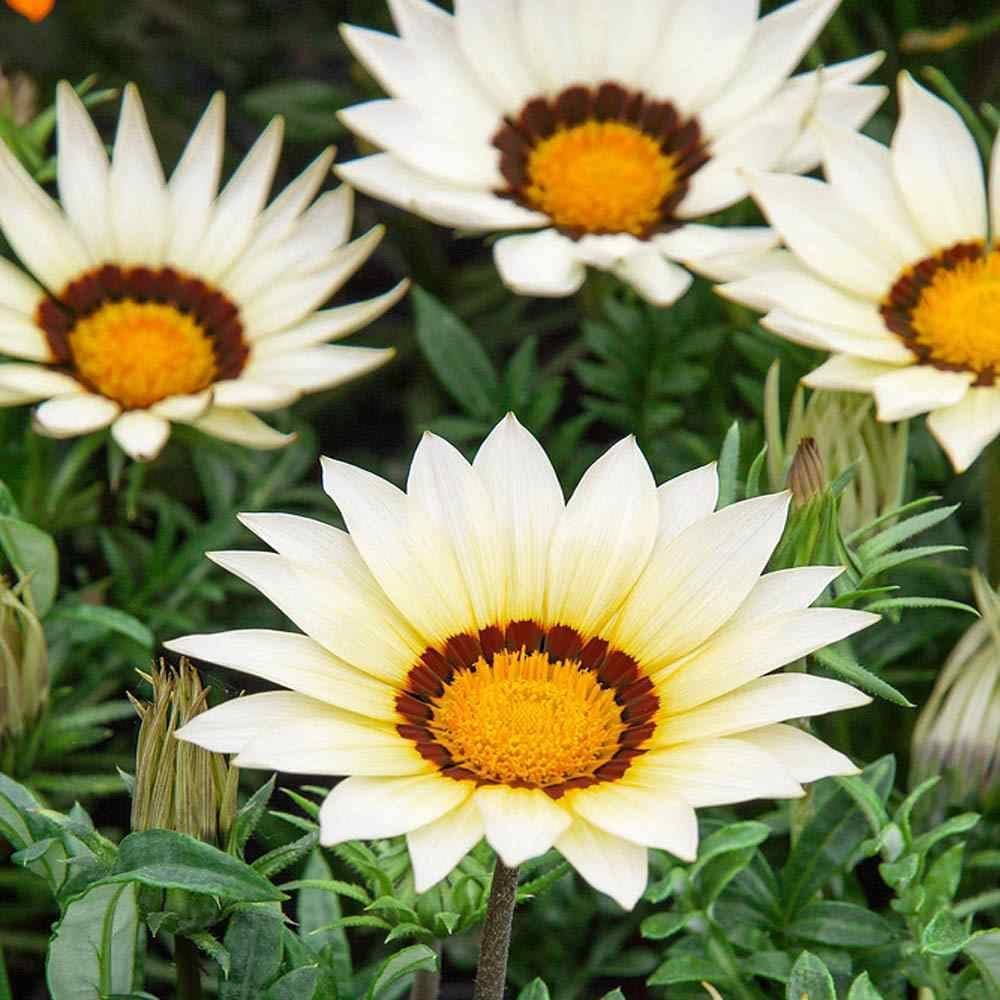 GAZANIA NEW DAY WHITE SEEDS - 15 SEEDS