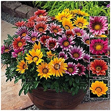 GAZANIA SUNSHINE MIX SEEDS