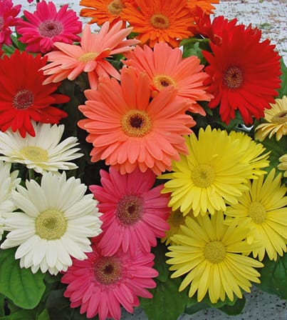 GERBERA MEGA REVOLUTION MIX SEEDS  - 10 SEEDS