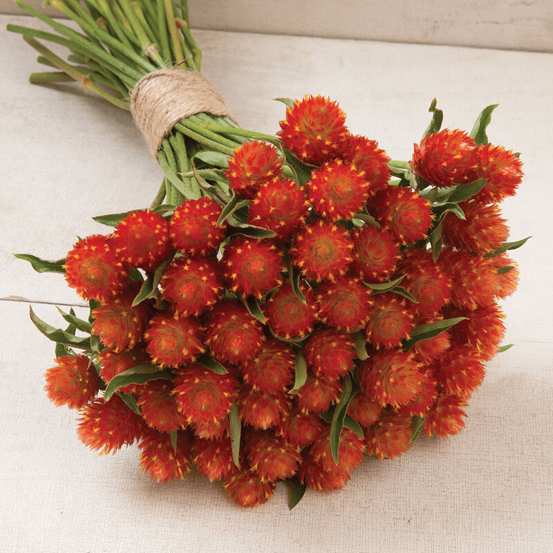 GOMPHRENA QIS ORANGE SEEDS - 25 SEEDS