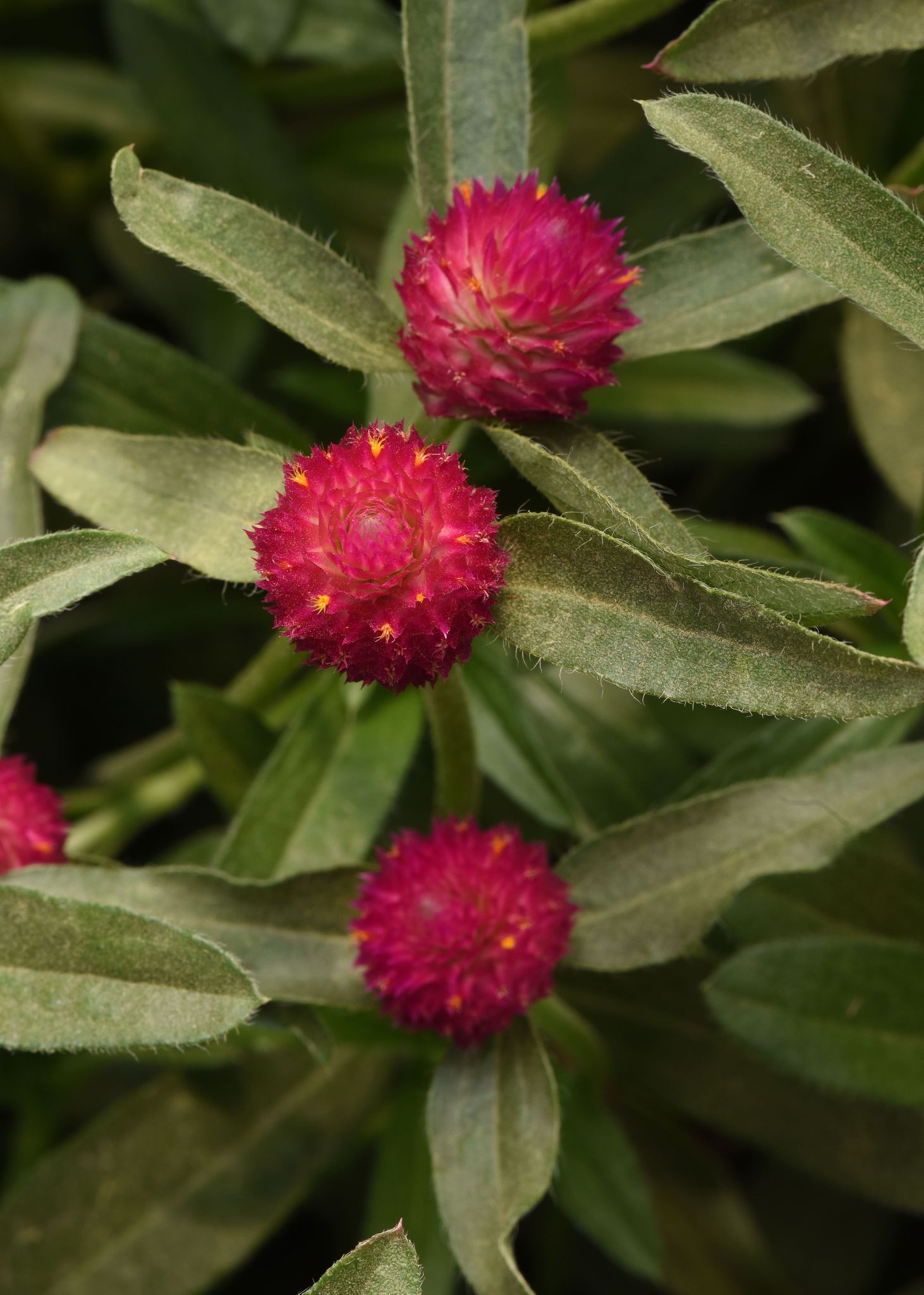 GOMPHRENA QIS CARMINE SEEDS - 25 SEEDS