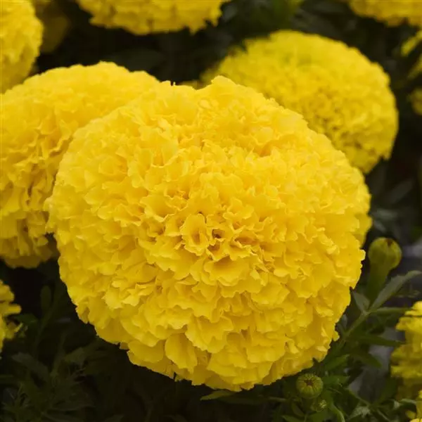MARIGOLD MARVEL YELLOW SEEDS - 10 SEEDS