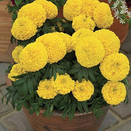 MARIGOLD INCA YELLOW SEEDS - 10 SEEDS