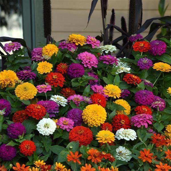 ZINNIA ZESTY MIX SEEDS - 10 SEEDS
