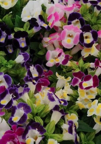 TORENIA KAUAI MIX SEEDS - 15 SEEDS