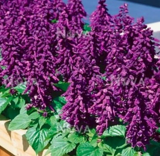 SALVIA VISTA PURPLE SEEDS - 25 SEEDS