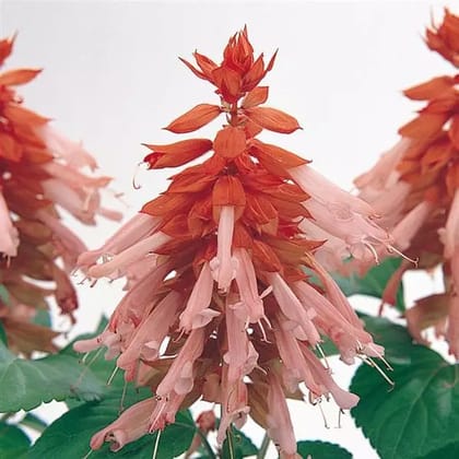 SALVIA VISTA SALMON SEEDS - 25 SEEDS