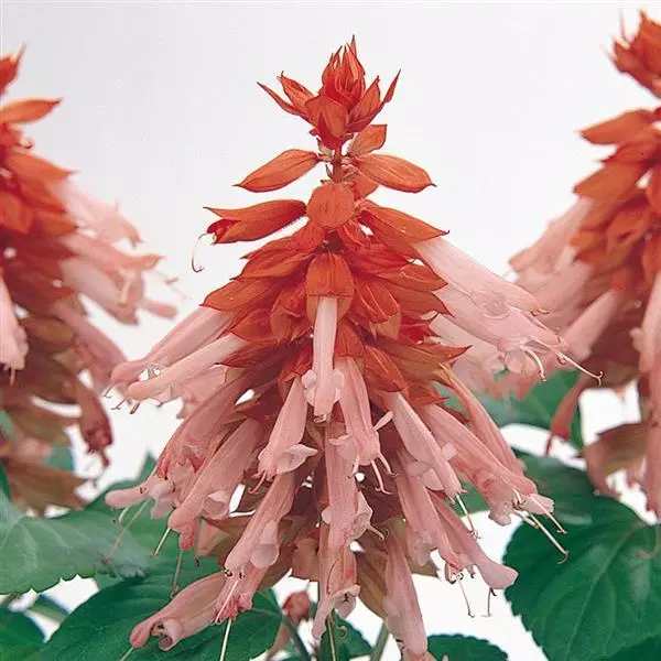 SALVIA VISTA SALMON SEEDS - 25 SEEDS