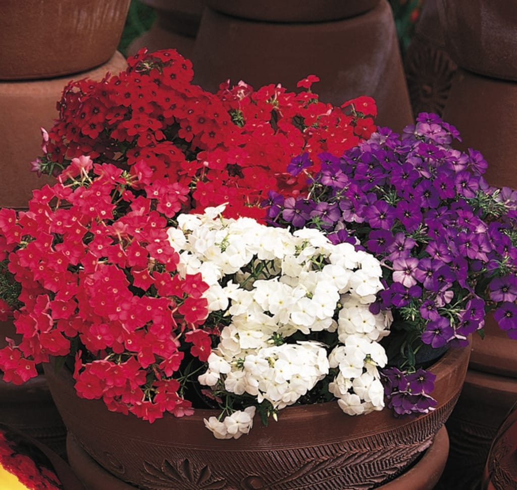 PHLOX 21ST CENTURY MIX SEEDS