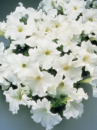 PETUNIA SUPERCASCADE WHITE SEEDS - 50 SEEDS