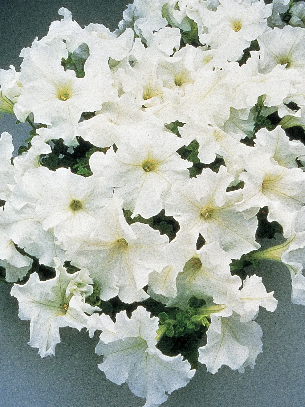 PETUNIA SUPERCASCADE WHITE SEEDS - 50 SEEDS