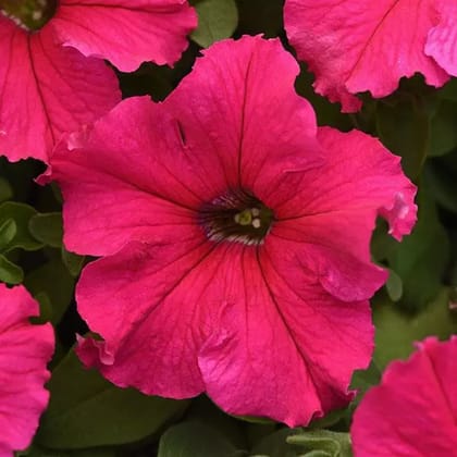 PETUNIA SUPERCASCADE ROSE SEEDS - 50 SEEDS