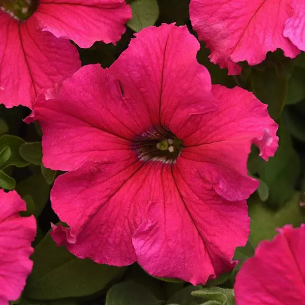 PETUNIA SUPERCASCADE ROSE SEEDS - 50 SEEDS