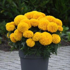 MARIGOLD INCA GOLD SEEDS - 10 SEEDS