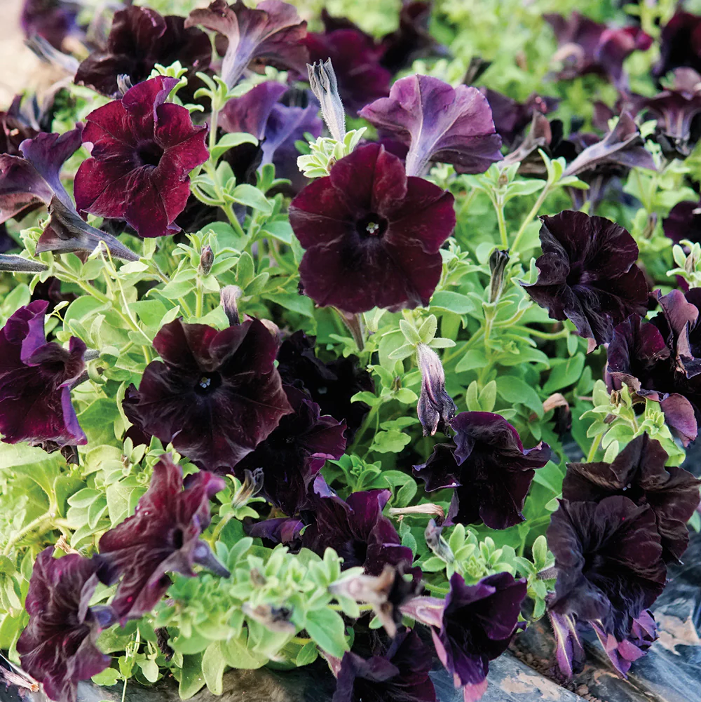 PETUNIA SOPHISTICA BLACKBERRY SEEDS - 10 SEEDS