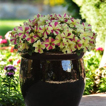 PETUNIA SOPHISTICA LIME BCOL SEEDS - 10 SEEDS