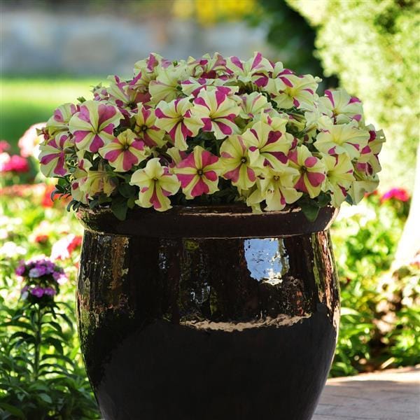 PETUNIA SOPHISTICA LIME BCOL SEEDS - 10 SEEDS