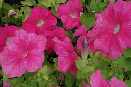PETUNIA SUPERCASCADE PINK SEEDS - 50 SEEDS