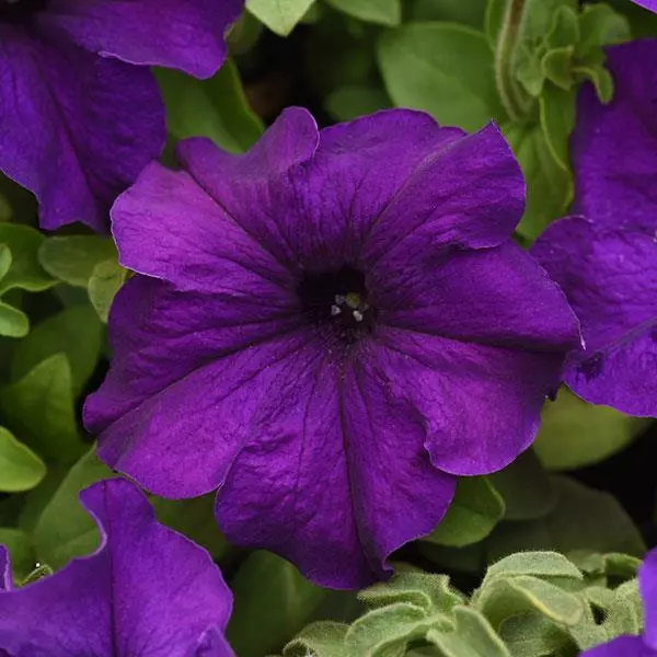 PETUNIA SUPERCASCADE BLUE SEEDS - 50 SEEDS