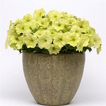PETUNIA SOPHISTICA LIME GREEN SEEDS - 10 SEEDS