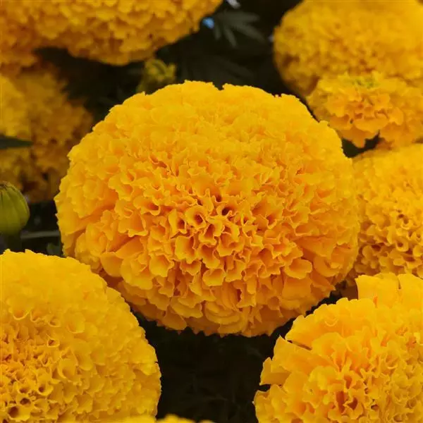 MARIGOLD MARVEL GOLD SEEDS - 10 SEEDS