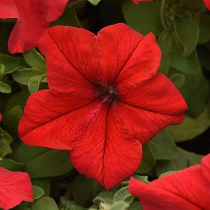 PETUNIA SUPERCASCADE RED SEEDS-50 seeds