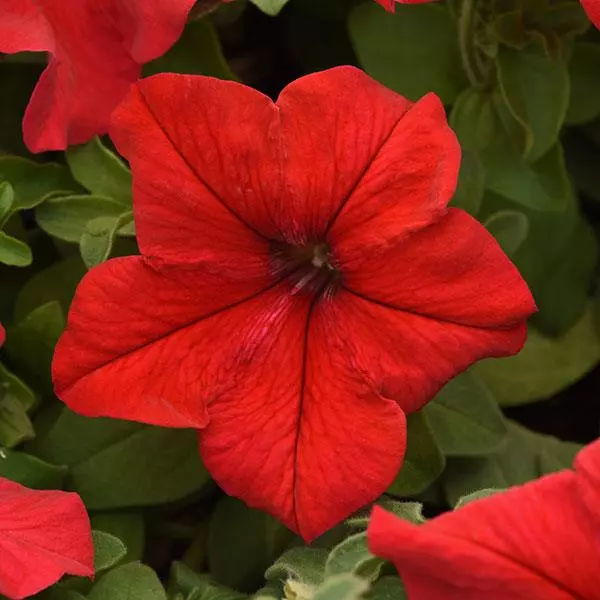 PETUNIA SUPERCASCADE RED SEEDS-50 seeds