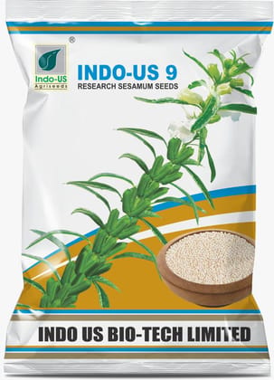 INDO-US 9 Sesamum Seeds INDO-US 9 Sesamum Seeds