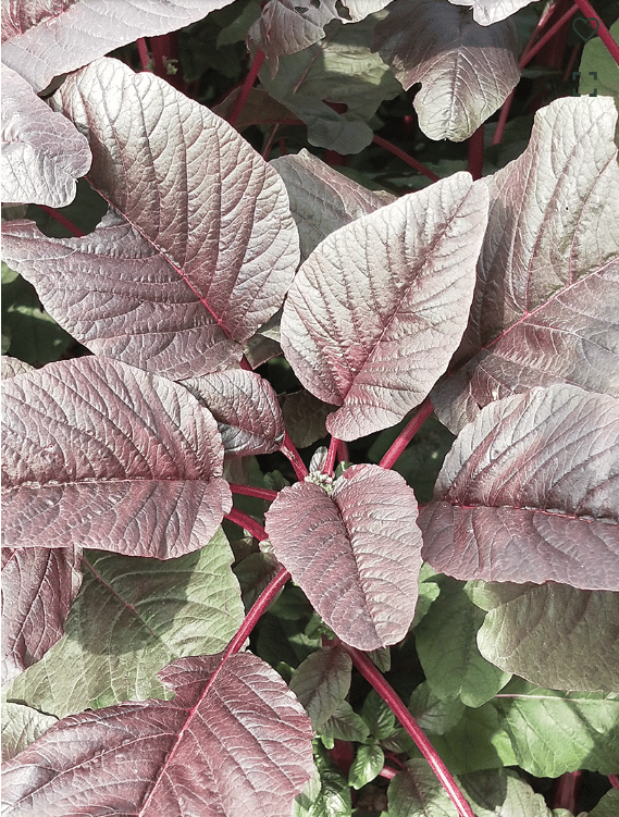 AMARANTHUS INDAM-LAL [OP] SEEDS - 200 SEEDS