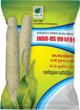 INDO-US 99 M99 Bajra Seeds INDO-US 99 M99 Bajra Seeds
