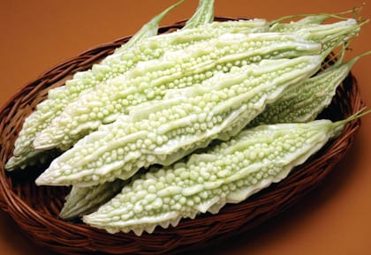 BITTERGOURD TAJ (INDAM-4625) [HY] SEEDS - 15 SEEDS