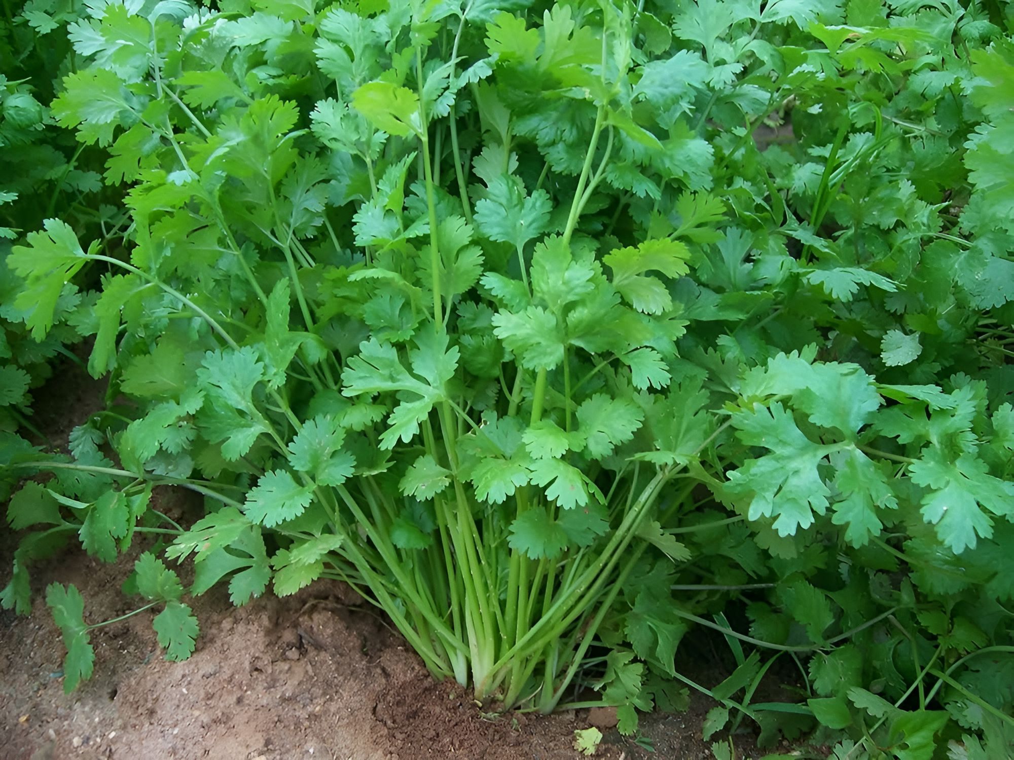 CORIANDER INDAM MULTI-CUT [OP] - 100 SEEDS