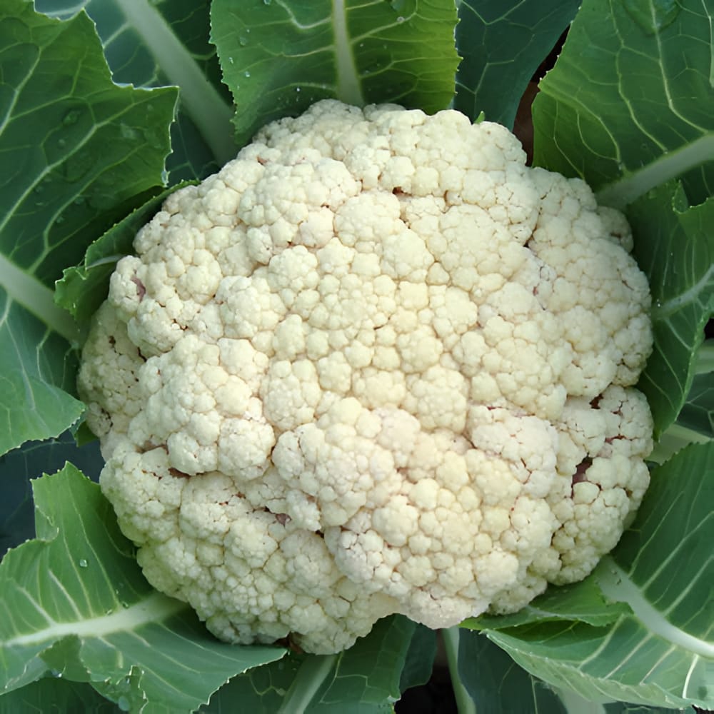CAULIFLOWER INDAM-POORNIMA HYBRID SEEDS - 50 SEEDS
