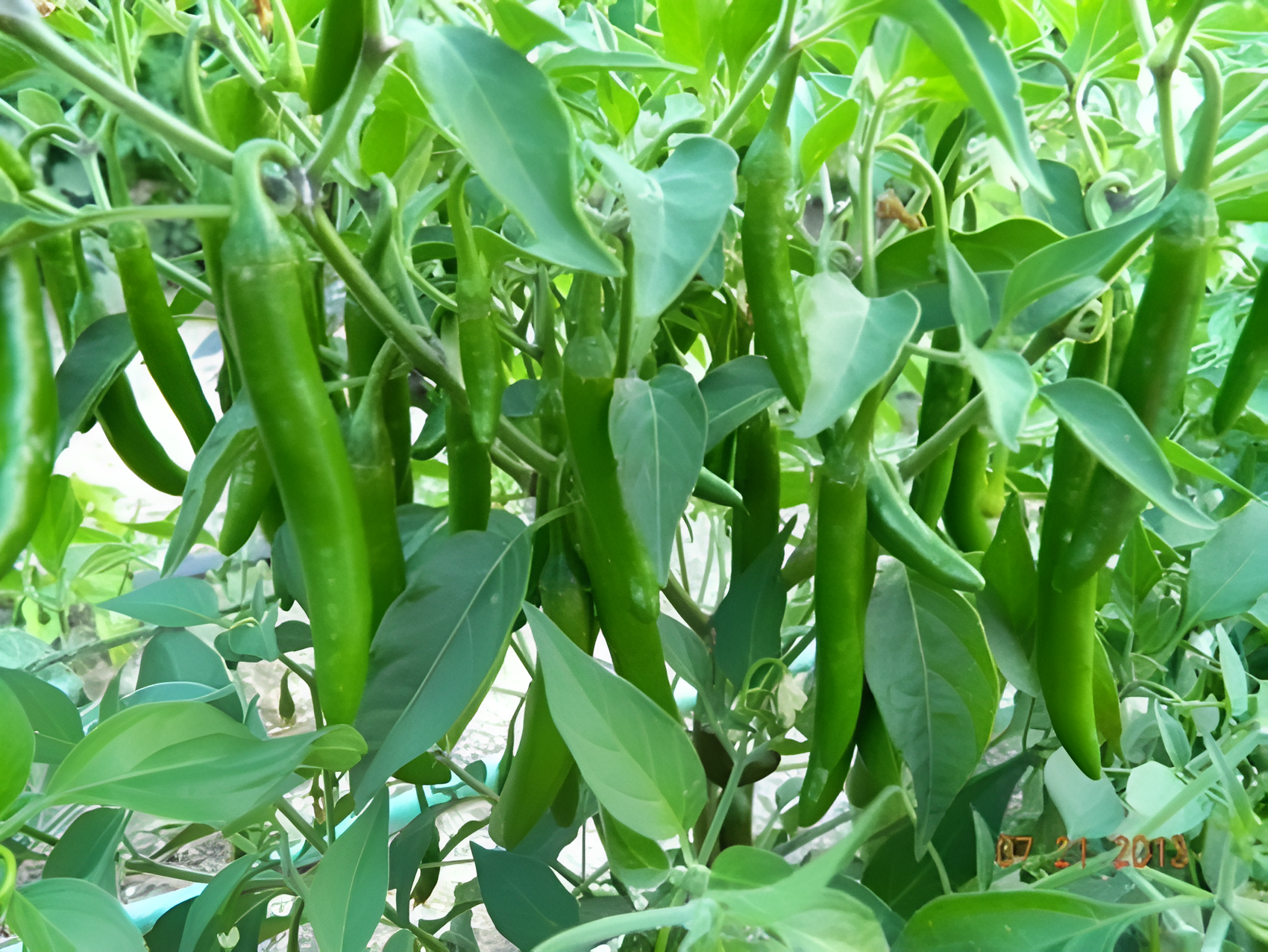 CHILLI INDAM-412 HYBRID SEEDS - 50 SEEDS