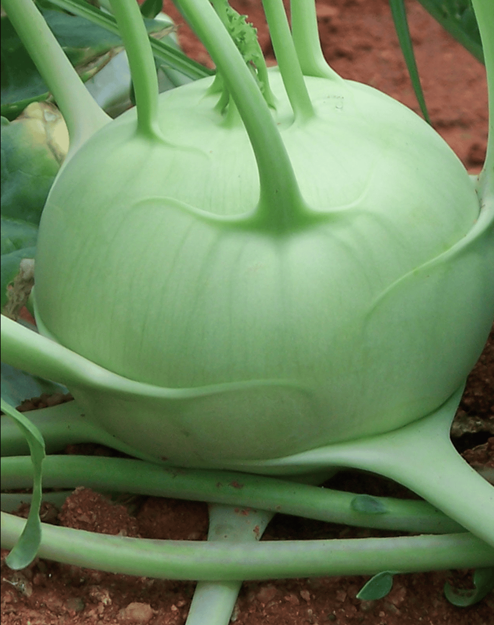 KNOL KHOL INDAM EARLY WHITE OP SEEDS - 100 SEEDS