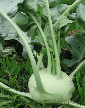KNOL KHOL INDAM JUMBO HYBRID  50 SEEDS