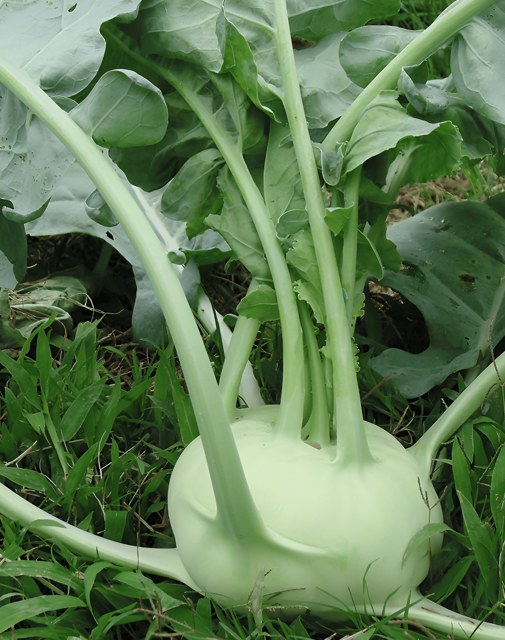 KNOL KHOL INDAM JUMBO HYBRID  50 SEEDS