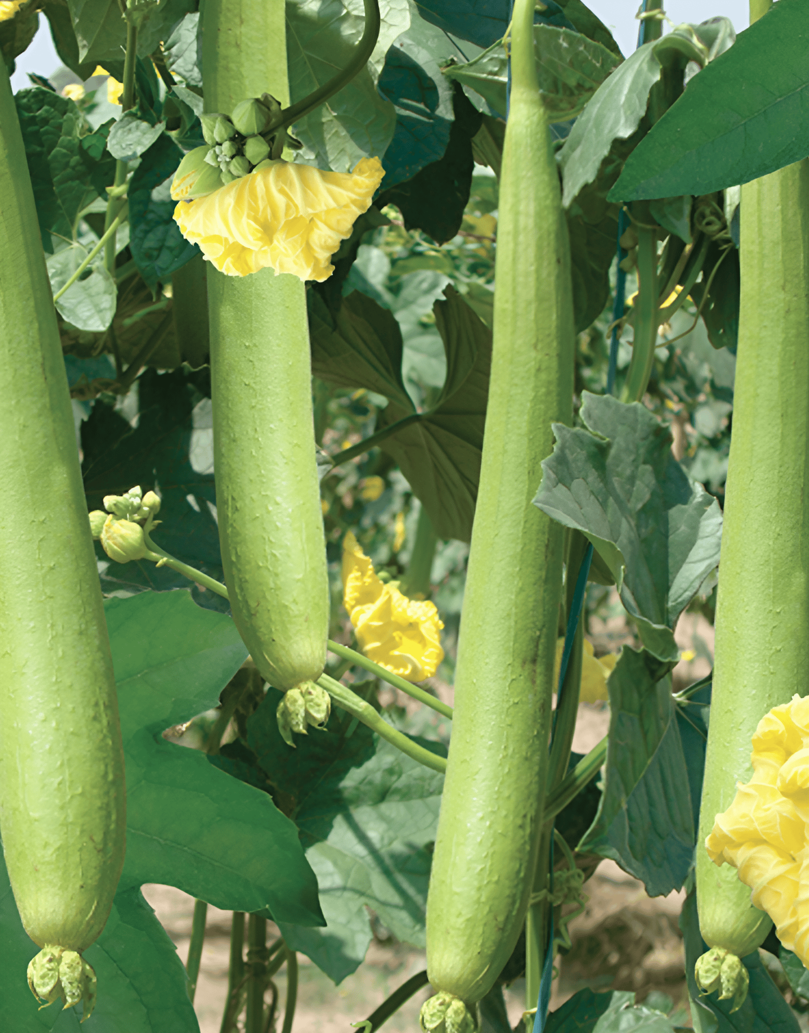 LUFFA - INDAM RAGINI HYBRID SEEDS - 25 SEEDS
