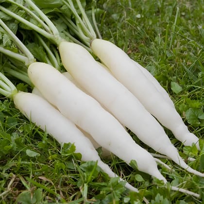 RADISH - INDAM SWETHA HYBRID SEEDS  -  50 SEEDS