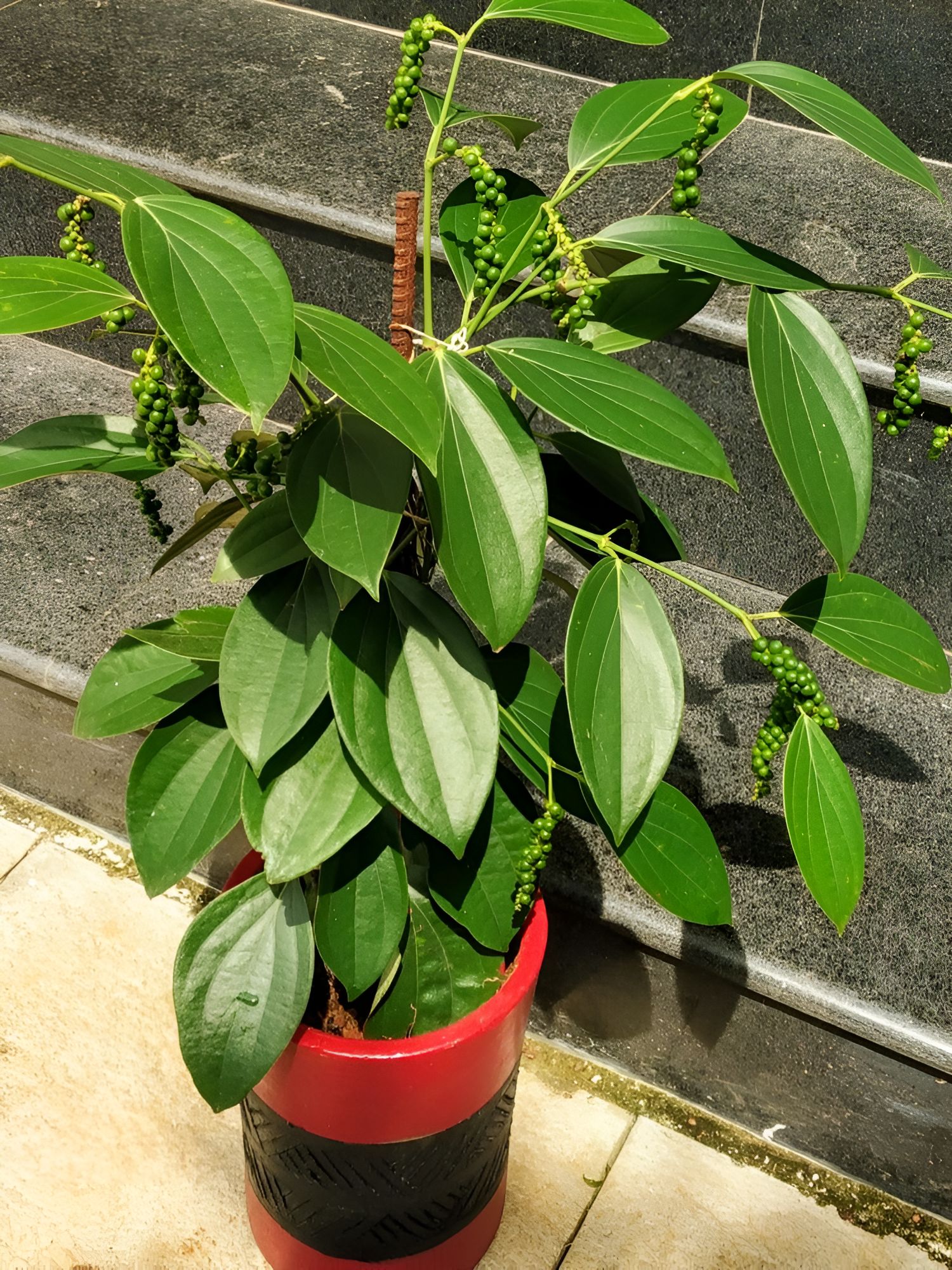 BUSH PEPPER PLANT