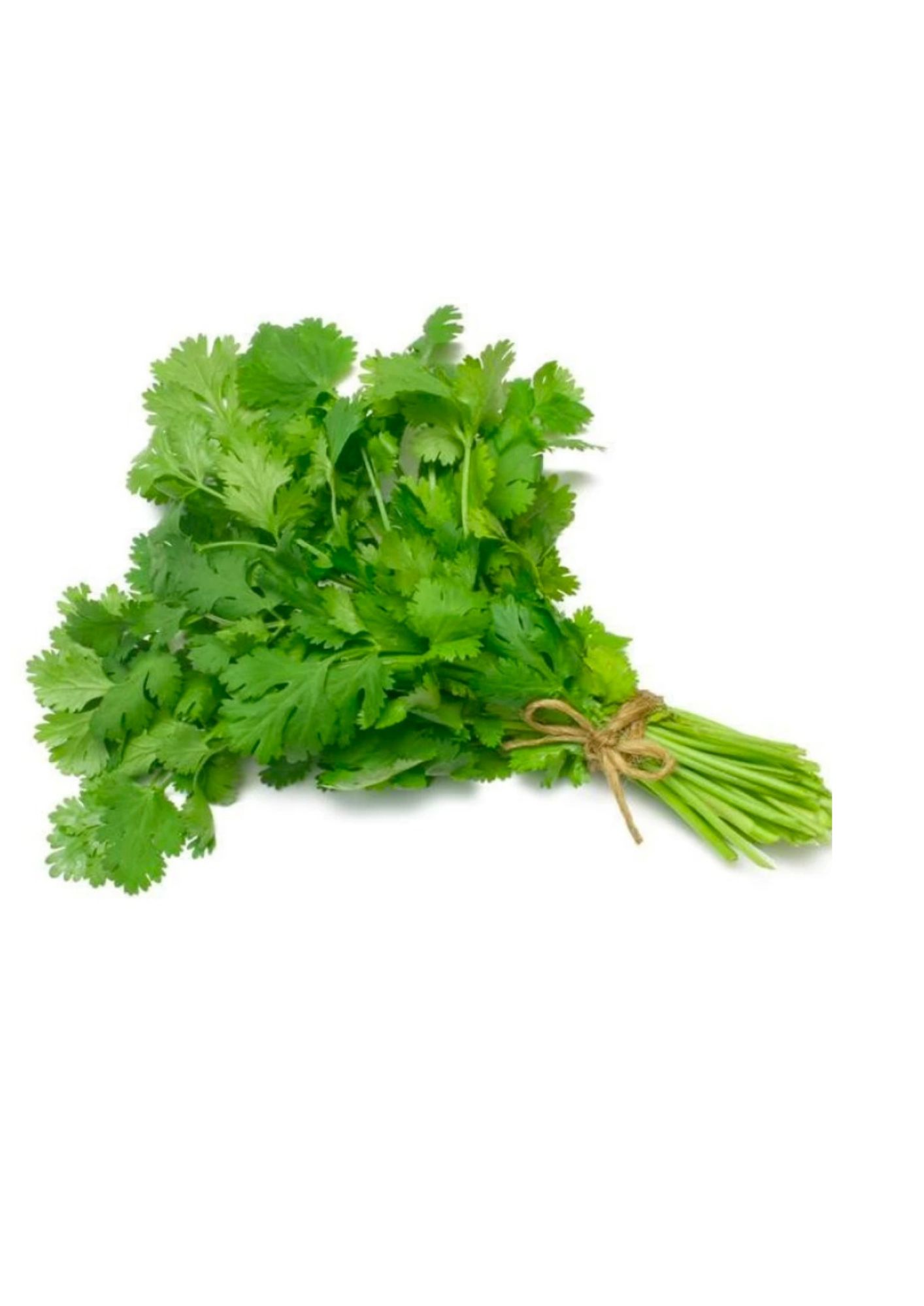 Coriander leaves 1 Bunch