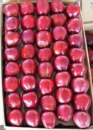 "Fresh, Crisp, and Delicious Apples - Handpicked for Your Enjoyment" "Fresh, Crisp, and Delicious Apples - Handpicked for Your Enjoyment"