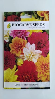 Biocarve Dahlia Top Star Beauty- Pack of 100 Seeds Biocarve Dahlia Top Star Beauty- Pack of 100 Seeds