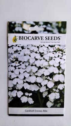 Biocarve Candituft (Iberis amara)- Pack of 100 Seeds