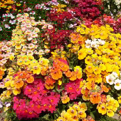 Biocarve Nemesia Carnival Mix - Pack of 100 Seeds
