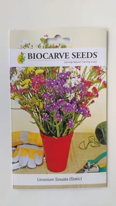 Biocarve Statice (Limonium sinuata) - Pack of 100 Seeds Biocarve Statice (Limonium sinuata) - Pack of 100 Seeds