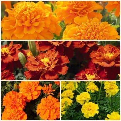 Biocarve French Marigold Flower Kit - 4 Packets (Marigold French gulzafri 100 Seeds, Marigold French Scarlet red 100 Seeds, Marigold French Orange 100, Marigold French Yellow 100 Seeds). Biocarve French Marigold Flower Kit - 4 Packets (Marigold French gulzafri 100 Seeds, Marigold French Scarlet red 100 Seeds, Marigold French Orange 100, Marigold French Yellow 100 Seeds).